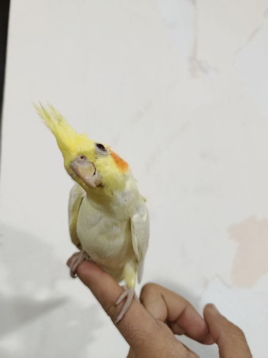 Qushlar  птицы karello ruchnoy