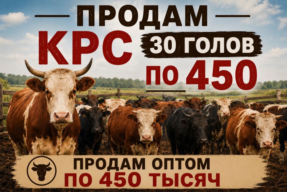 Продам КРС оптом       .