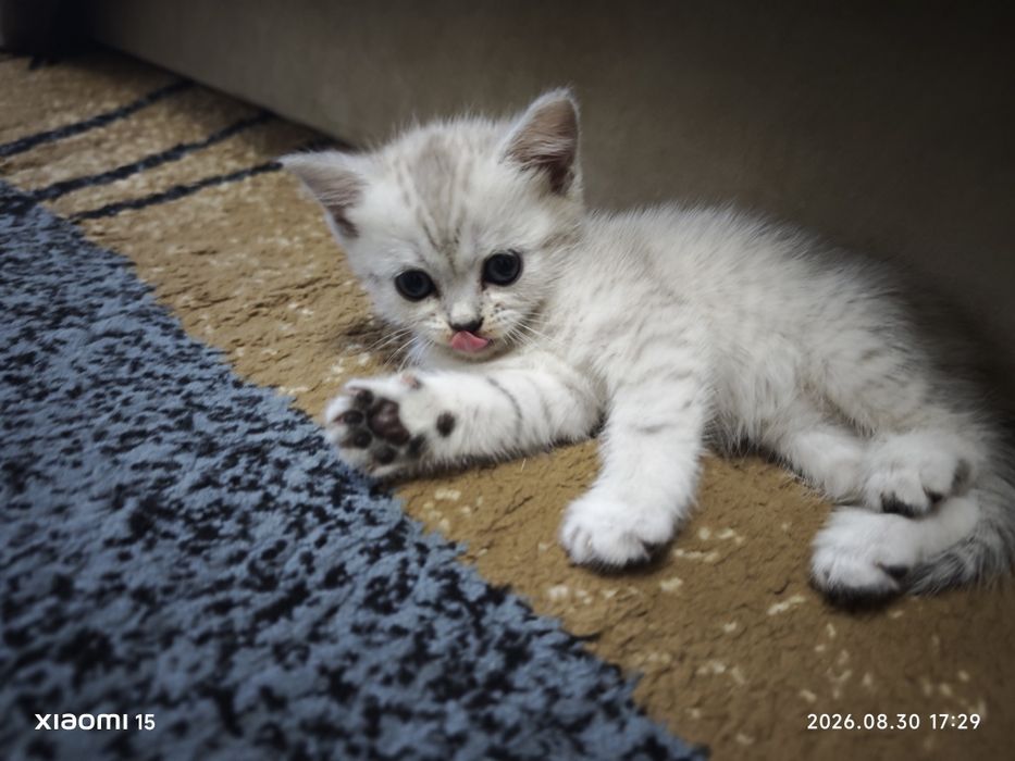 Котята скоттиш страйт и скоттиш фолдд