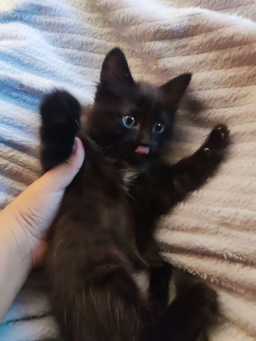 Отдам котят в хорошие руки