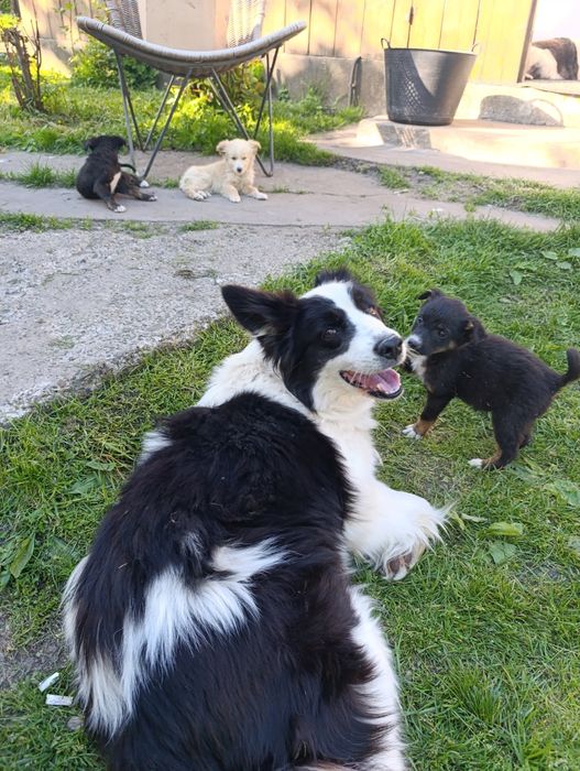 Ofer spre adoptie 3 pui de catei