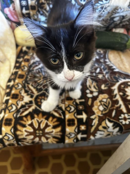Отдам котят в добрые руки!! Два мальчика и девочка, котятам по 3 мес.