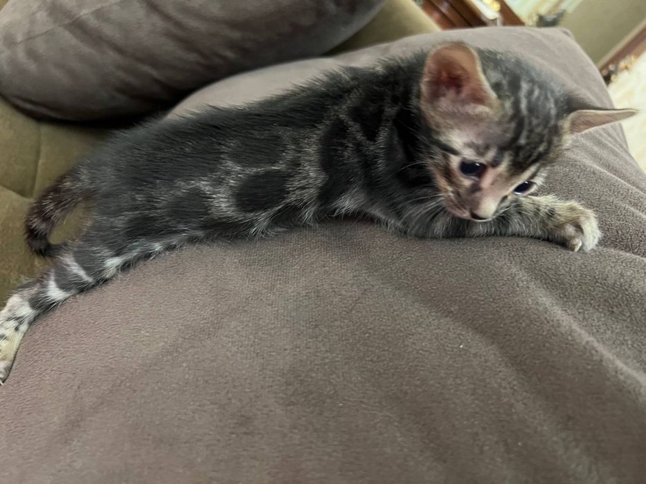 Бенгальский котята