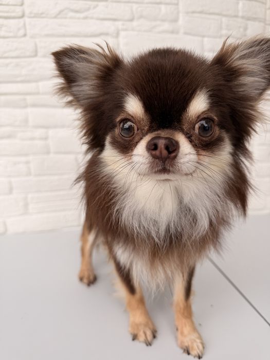 Мъжко дългокосместо чихуахуа