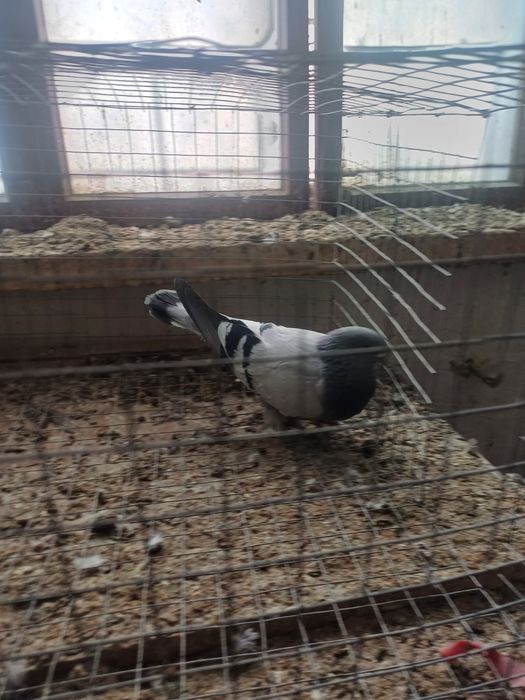 Голуби  такла и полосатый