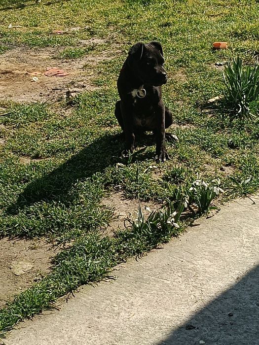 Здравейте продавам Каникорс