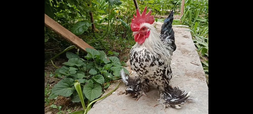 Продается петух породы мильфлер серебро