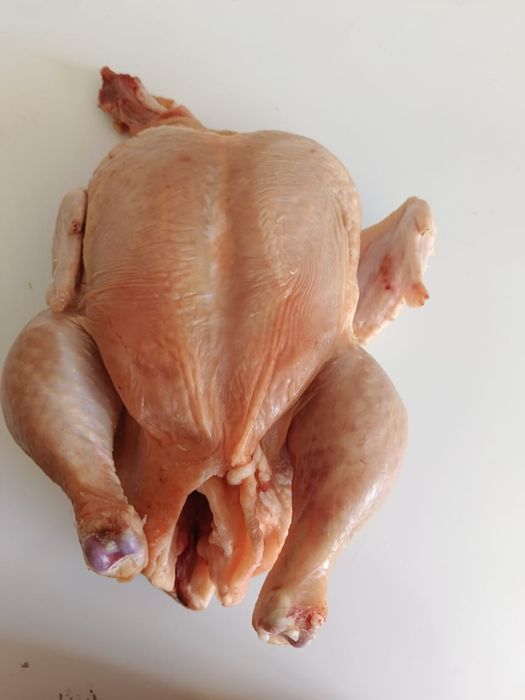 Бройлер домашняя