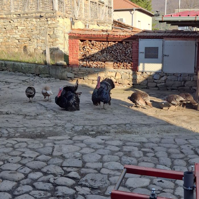 Оплодени яйца от пуйките на снимките