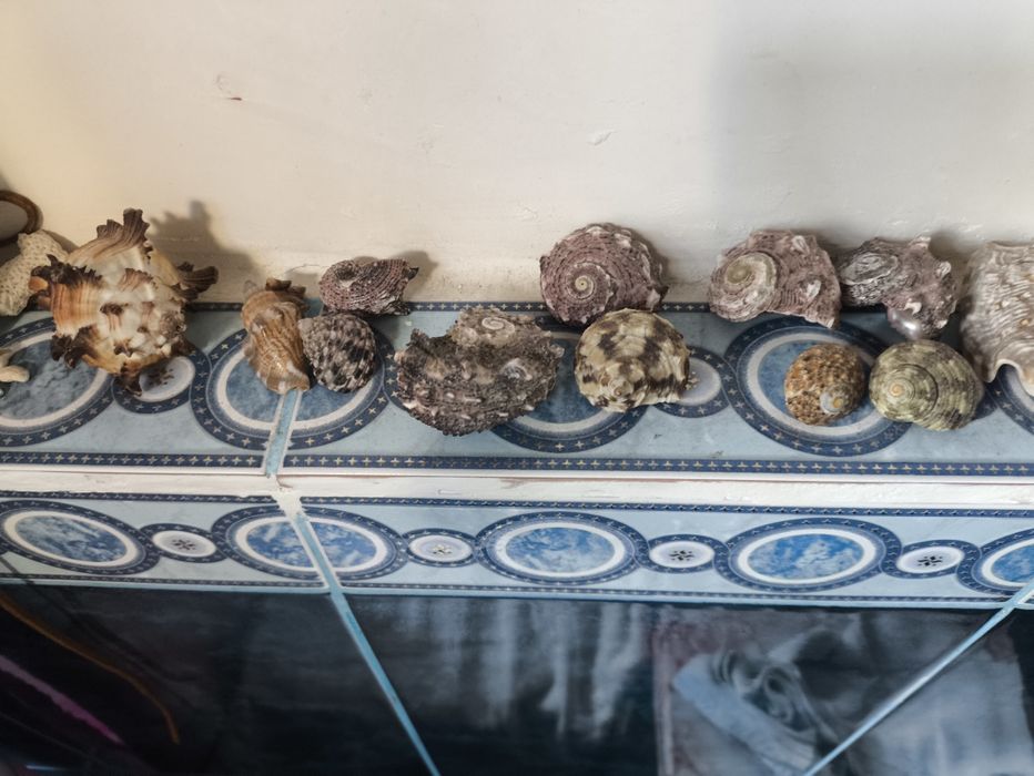 Ракушки разных размеров и ыорм