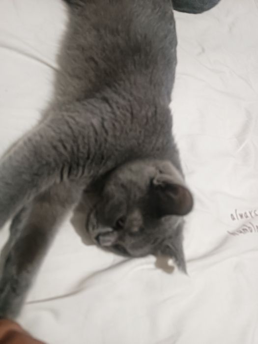 British Shorthair.