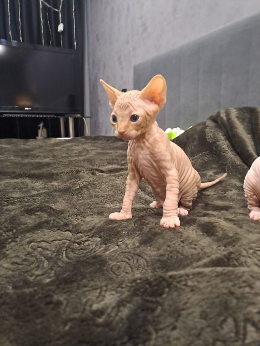 Очаровательные сфинксы левкой и эльф