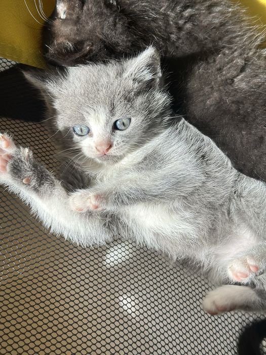 Отдам котят даром