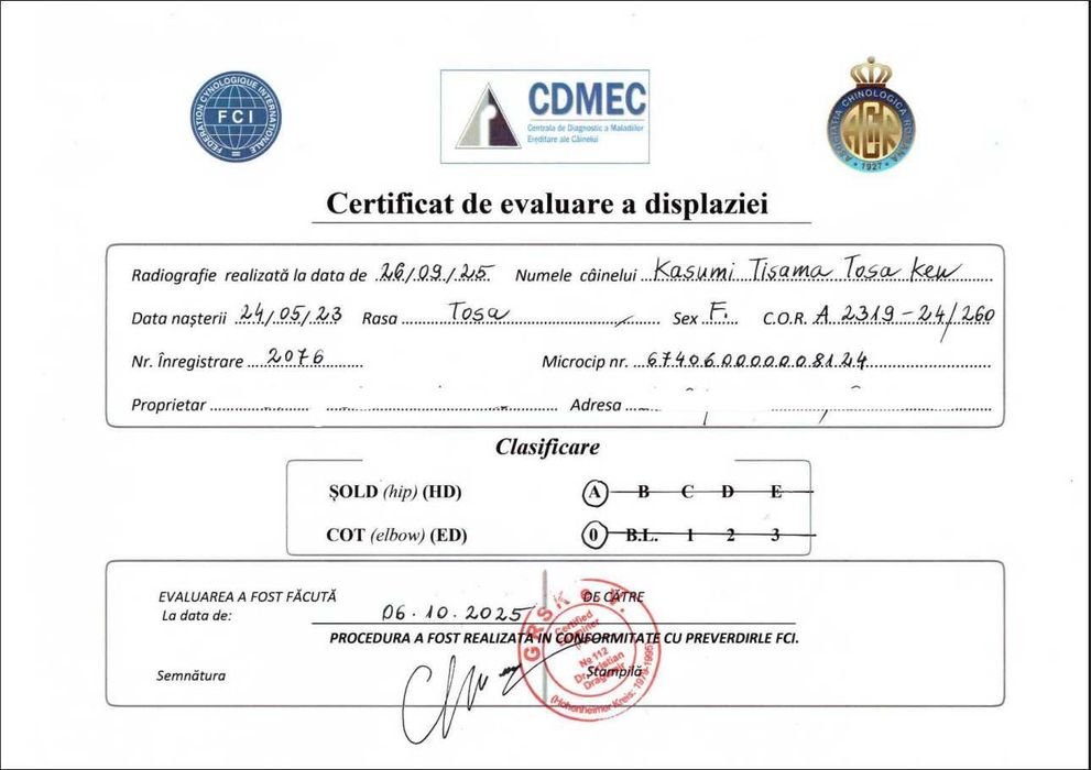 Pui Tosa Inu cu pedigree