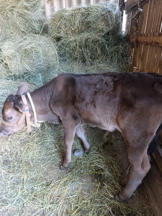 Бұзаулы сиыр сатамын