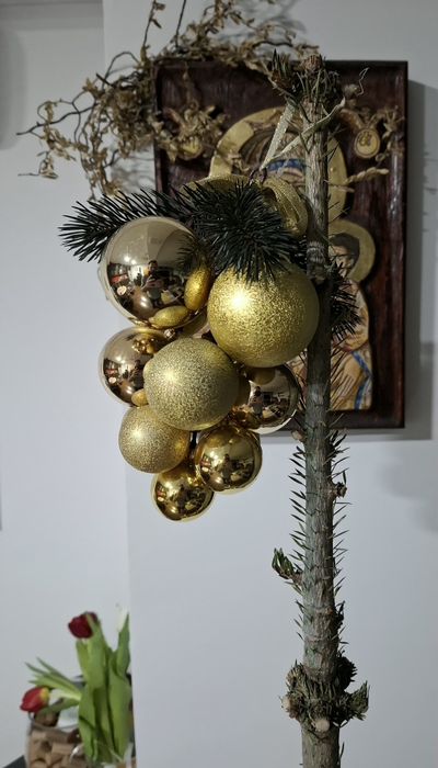 Brad friendly - Avangardist de super sezon