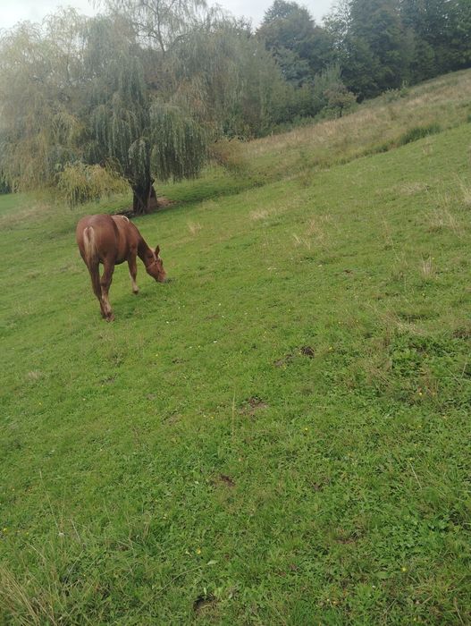 De vânzare mânz ciocolatiu 1,2 luni și mânză sarga 1,3 luni