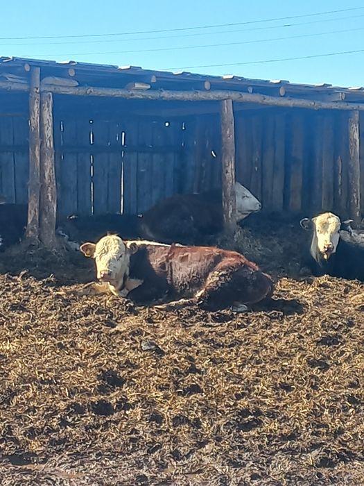 Продам бычков 2000