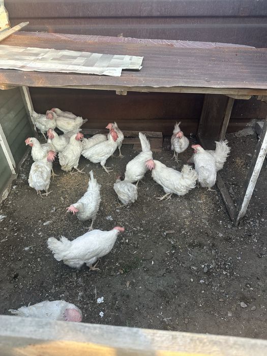 Продам Курей белых