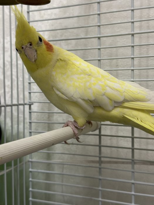 карелла папугай мальчик