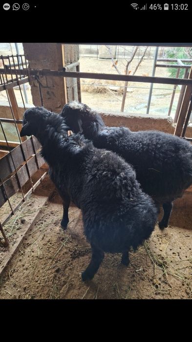 Қошқарлар сатылады .