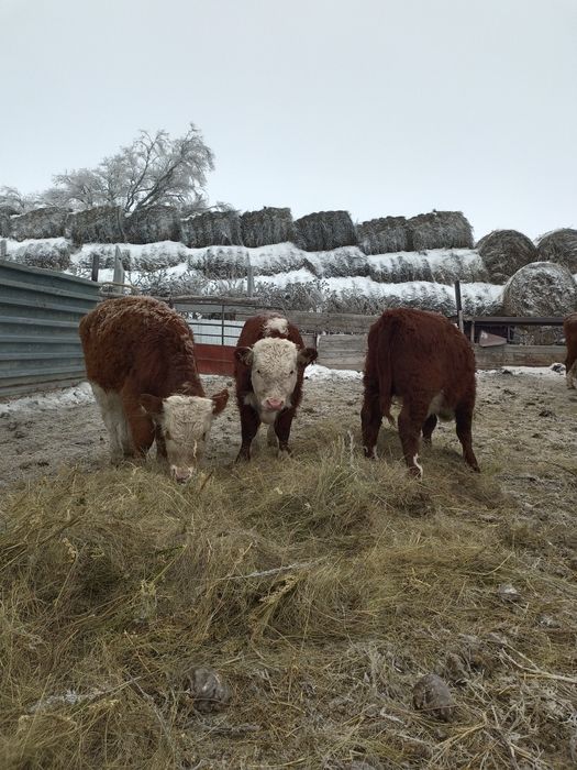 8бас потсос бычок сатылады 330сауда бар