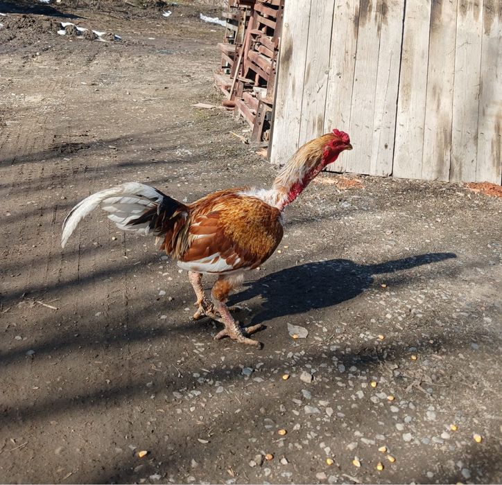 Продам молодых Питухов