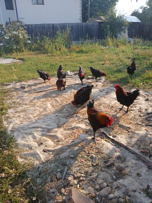 Vănd cocoși marans