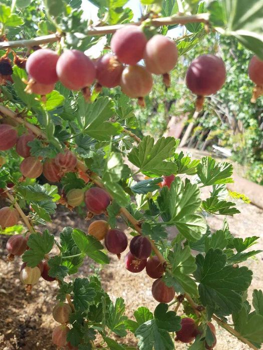 продам дачу, первая береговая линия