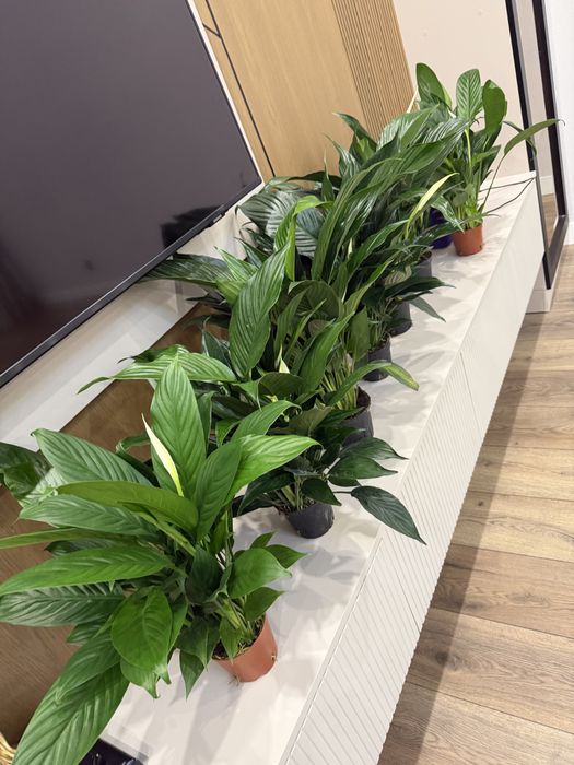 Продам Комнатные растения