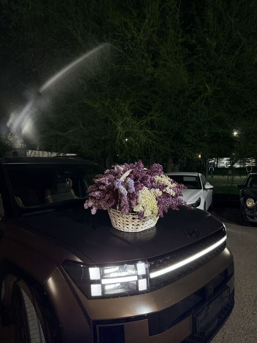 Цветы сирень только получили