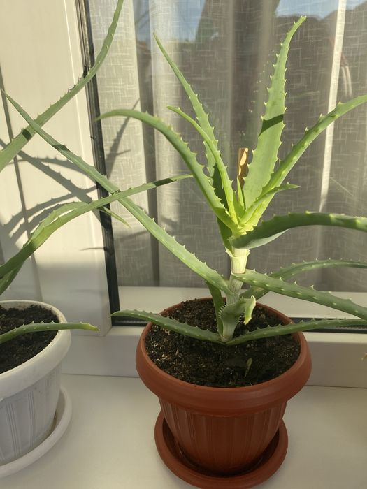 Алоэ лечебное  столетник