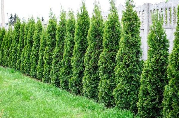 Tuia 1.8 - 2m / vand thuja smarald. Pepiniera de plante ornamentale