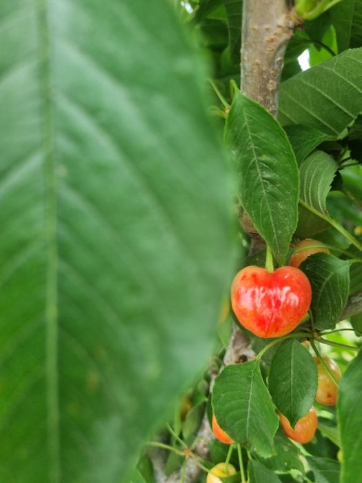 Chereshni gilos (sammit navi)