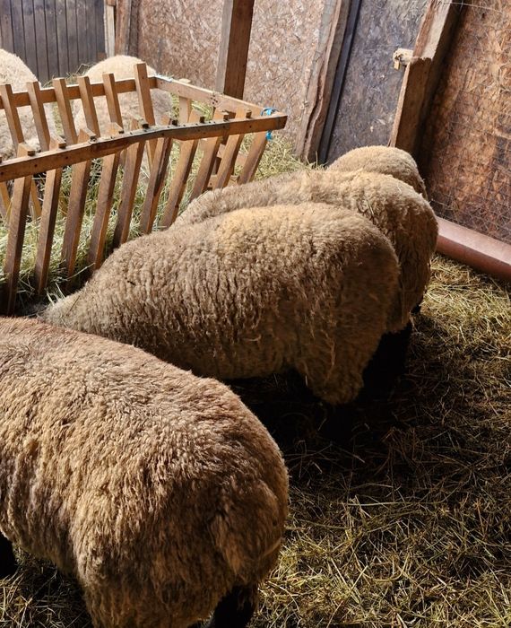 Oii suffolk din parinti de calitate. Gestante au stat cu berbecul. Oferta ,daca se ia tot lotul pretul este de 500euro bucata.