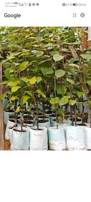 Продам саженцы деревьев