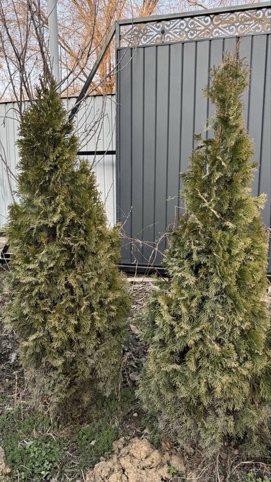 продам туя 180-190 см