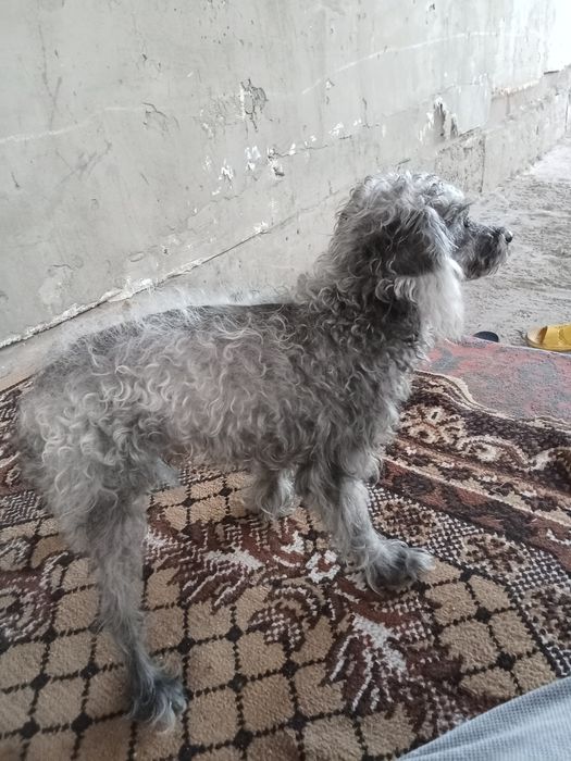 Хорошая собака милая