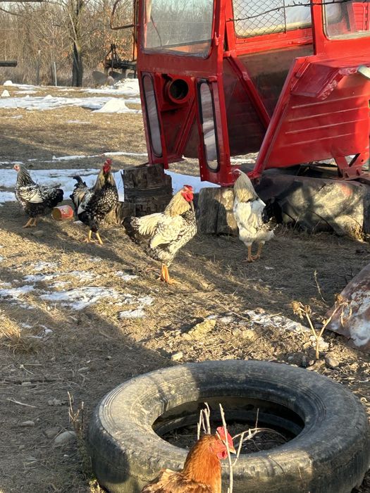 Cocosi de vanzare 2025