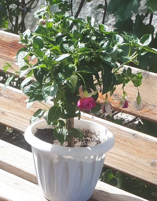 Продажа фуксии Tabu.