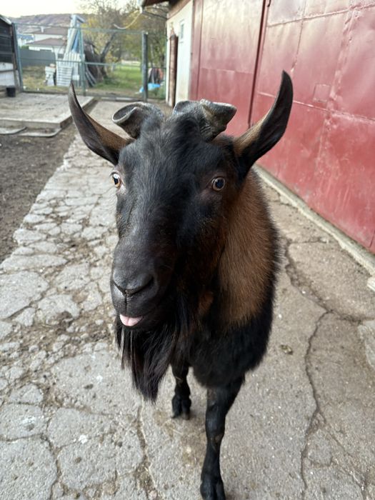 Țap Alpin, 2 ani și jumătate, blând