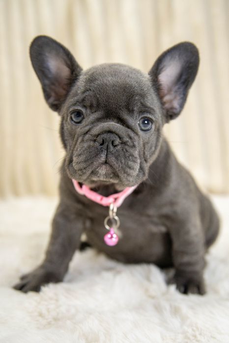 bulldog francez blue