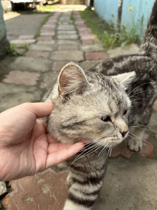 Отдам кота в добрые руки