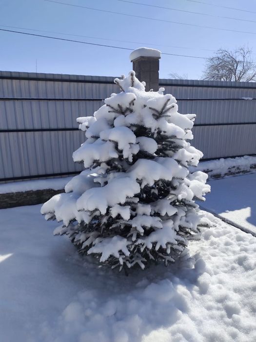 Ёлки 4 штук большие