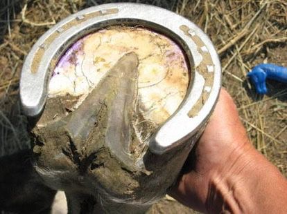 Ковка лошадей Алматы качественно