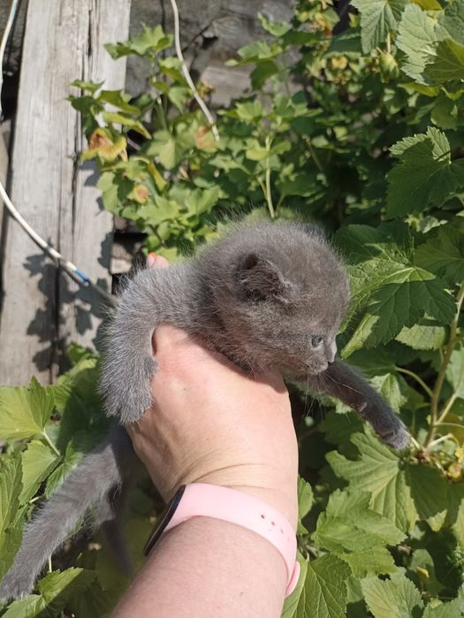 Продам котёнка 1000