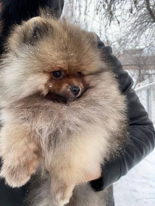 Продаётся шикарный мальчик