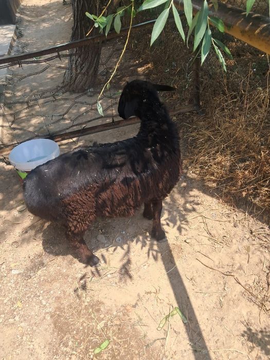 Кой козы кошкар бар 40мынан 70 мыңға дейн