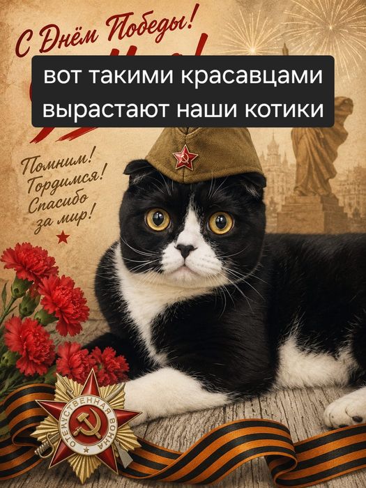 Котятки бриташки