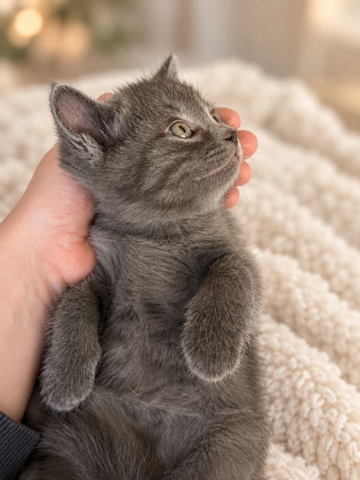 Котенок мальчик